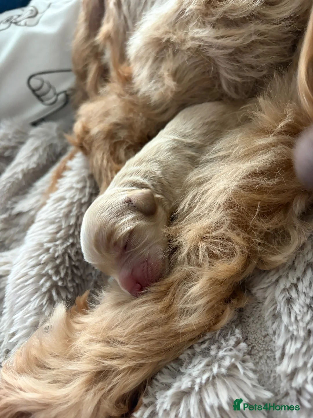 Cockapoo dogs for sale: COCKAPOO PUPPIES LOOKING FOR THEIR FOREVER HOMES - Advert 9