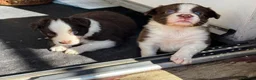 Border Collie dogs for sale: Beautiful Border Collie Puppies Available For Sale in Reading - Advert 15