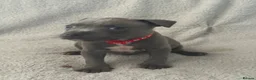 Staffordshire Bull Terrier dogs for sale: Blue Staffordshire Bull Terrier Puppies  - Advert 10