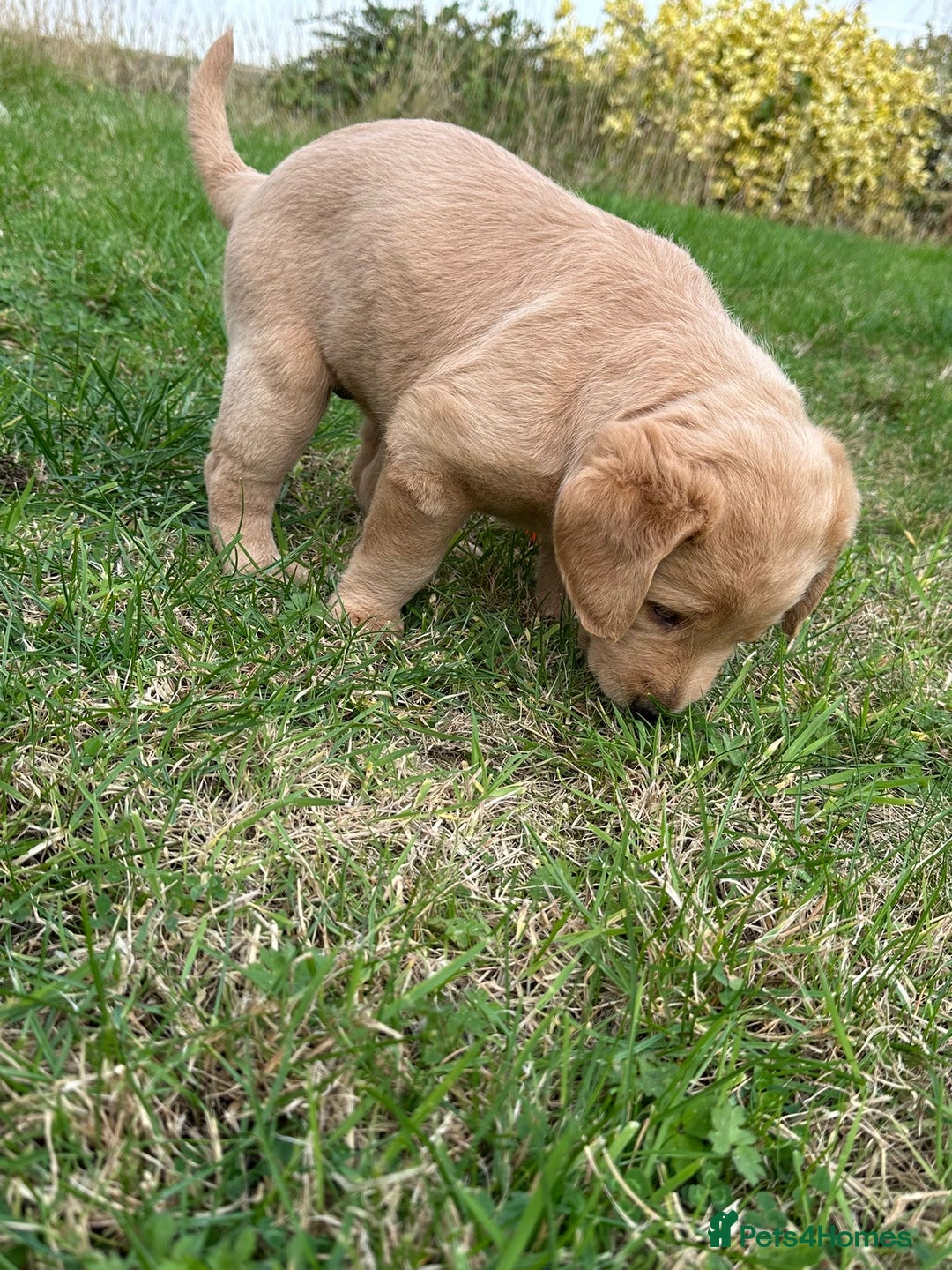Labradoodle dogs for sale: Adorable Labrador doodle pups from KC reg parents - Image 4