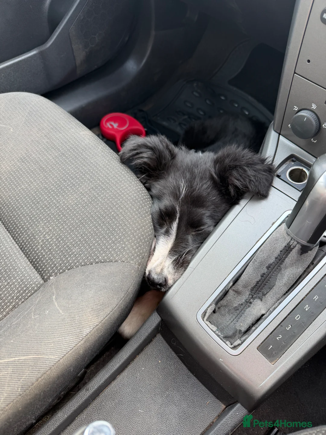 Border Collie dogs for sale: Border collie in Barrow-in-Furness - Advert 2