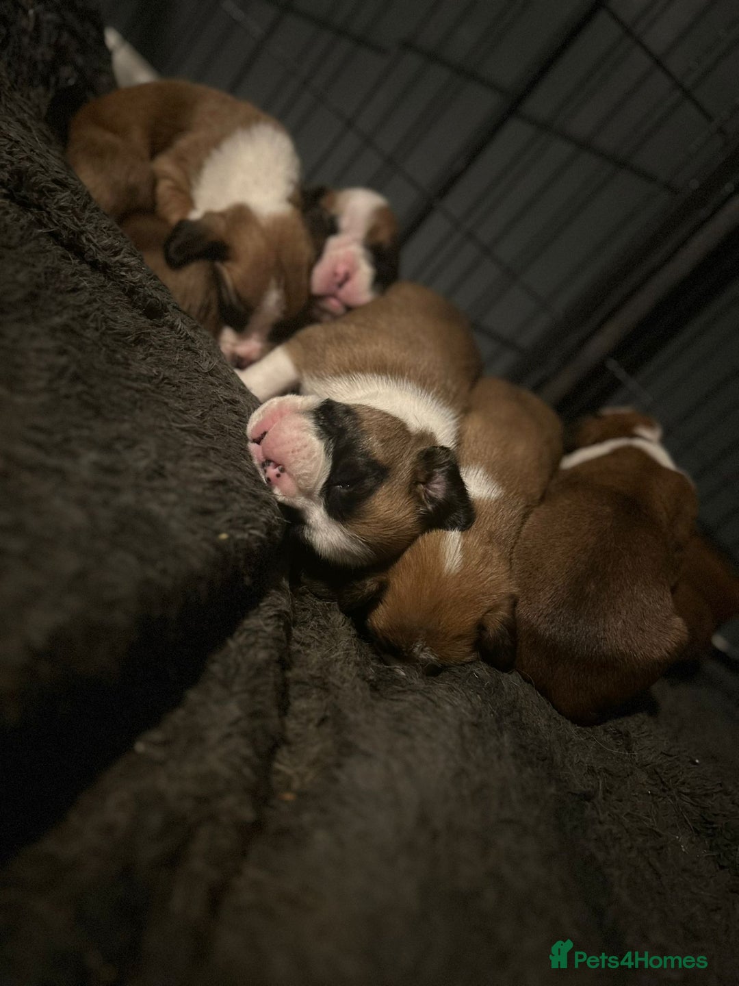 Boxer dogs for sale: Boxer babies - Advert 5