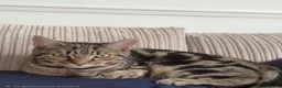 Mixed Breed cats for sale: Free to Loving, Responsible Home. in Nelson - Advert 4