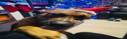 Mixed Breed dogs for sale: Bowser in Bilston - Advert 5