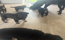 Mixed Breed dogs for sale: German Shepherd/Rottweiler  - Advert 9