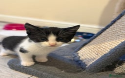 Maine Coon cats for sale: Ready to Go- Beautiful Maincoon x kittens  - Image 6