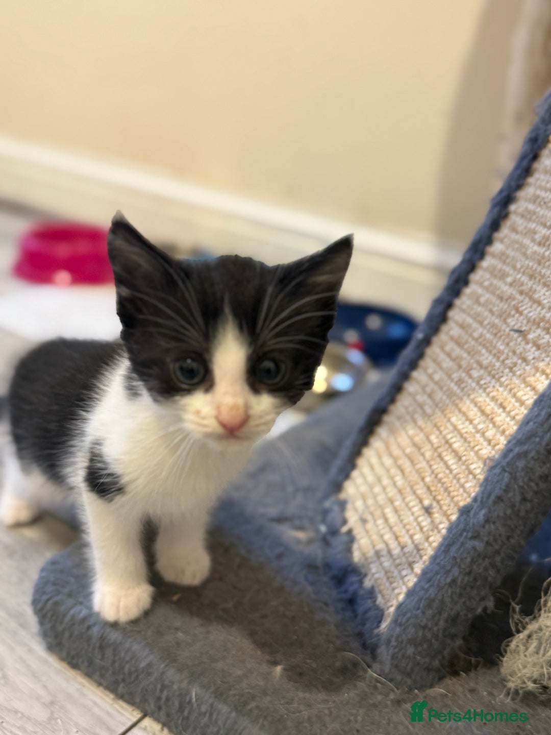 Maine Coon cats for sale: Ready to Go- Beautiful Maincoon x kittens  - Image 6