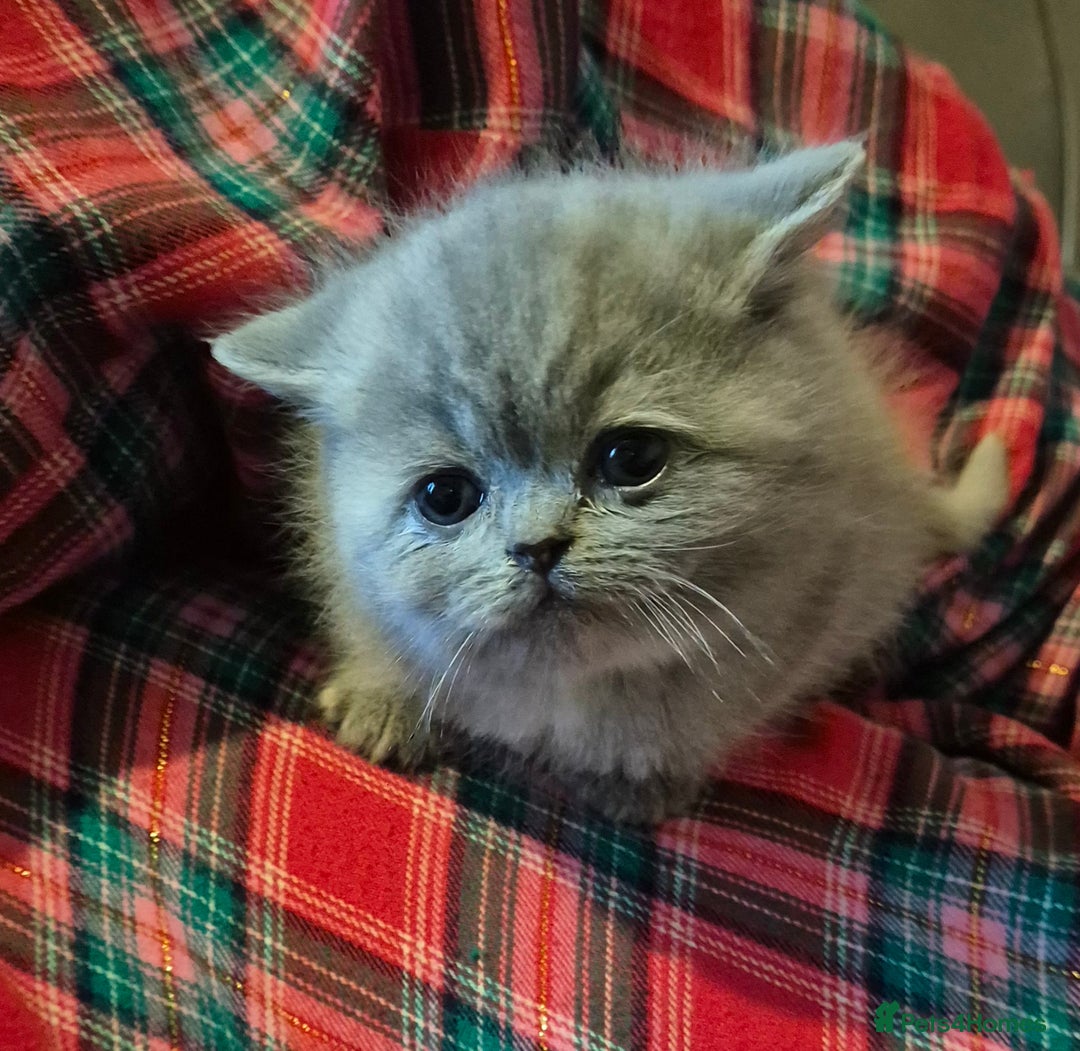 Mixed Breed cats for sale: Persian x british short hair - Advert 10