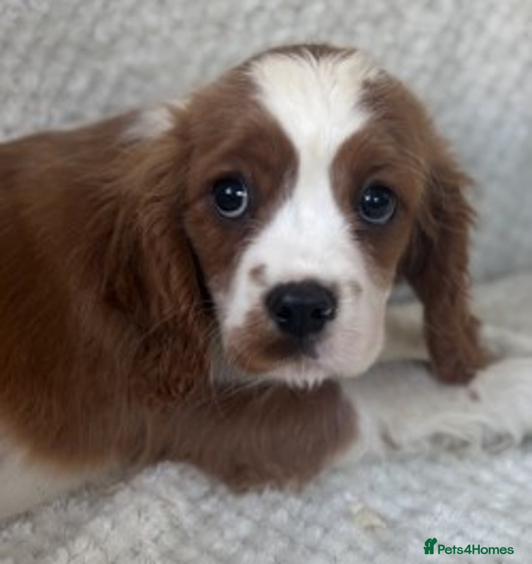 Cavalier King Charles Spaniel dogs for sale: Cavalier King Charles Spaniel Puppies ready now!!! - Image 10