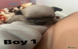 French Bulldog dogs for sale: French Bulldog Pups for sale - Image 13