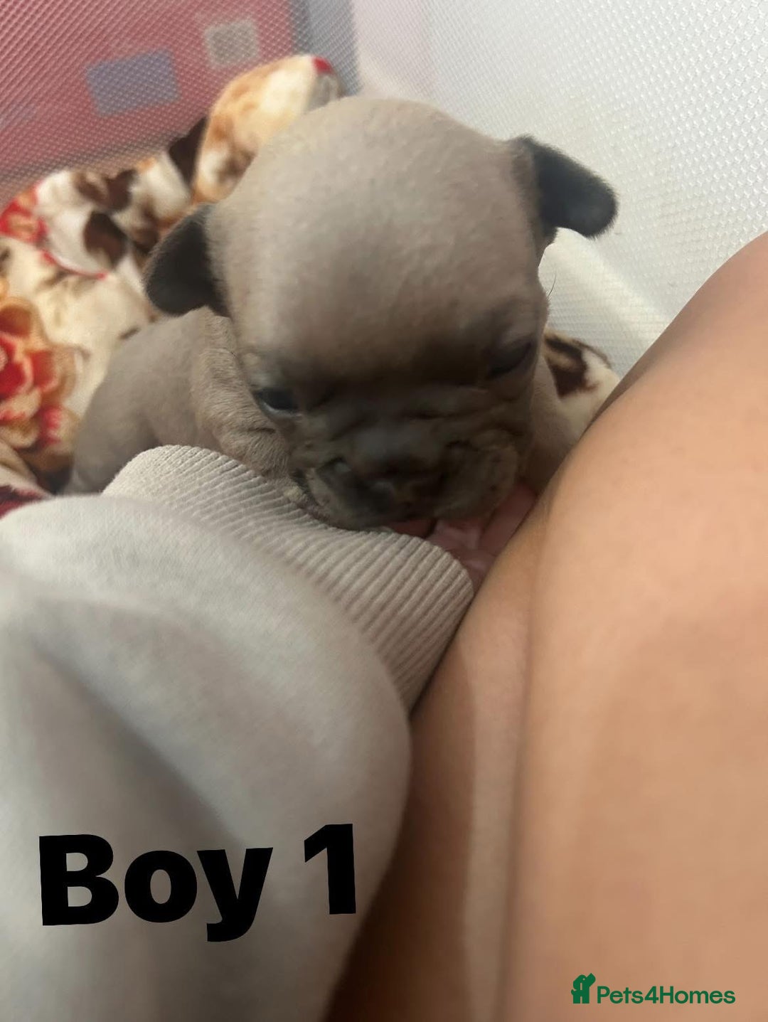 French Bulldog dogs for sale: French Bulldog Pups for sale - Image 13