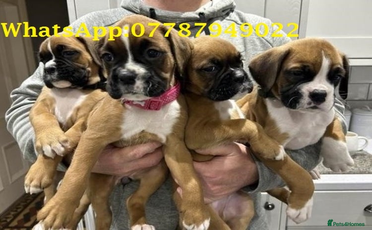 Boxer dogs - Advert 1