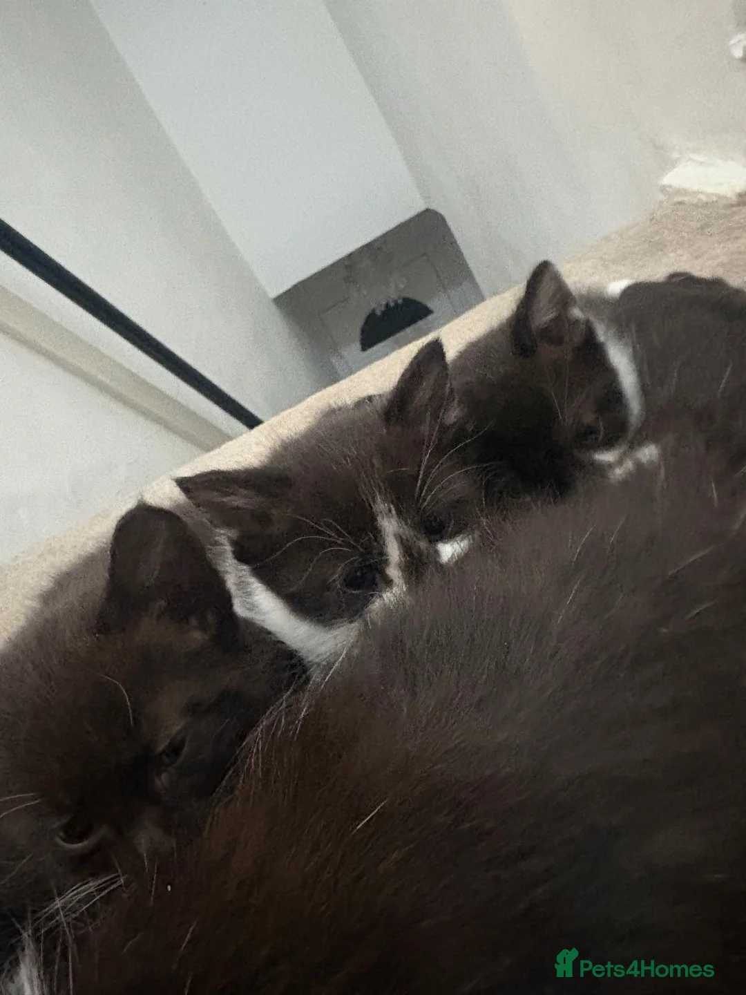 British Shorthair cats for sale: Beautiful black and white kittens ready - Advert 15