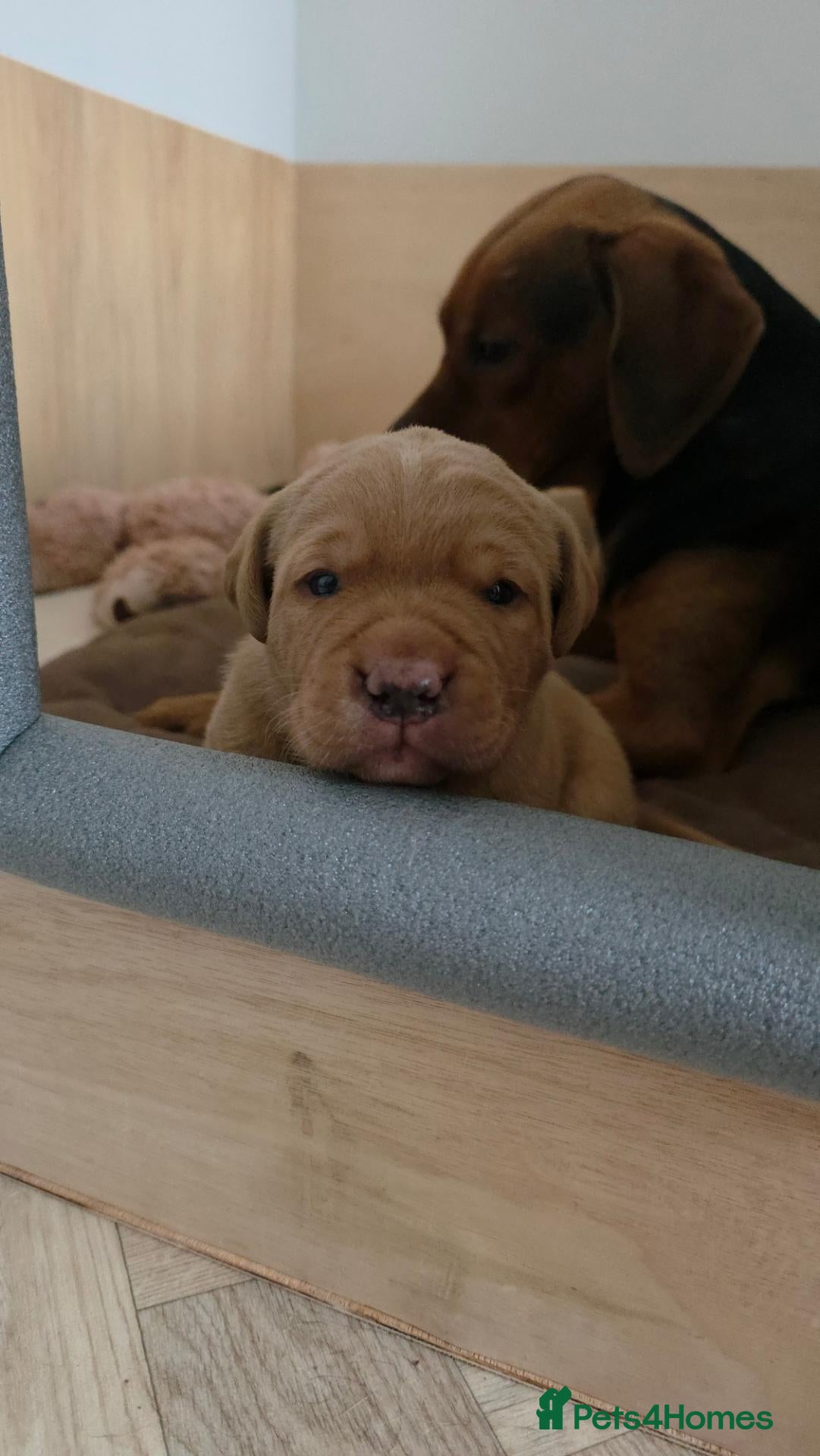 Mixed Breed dogs Golden / Fox Red Labrastaff × Labrador Puppies 🐾 - Advert 2