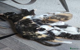 Mixed Breed cats for sale: 2 female kittens left! - Image 4