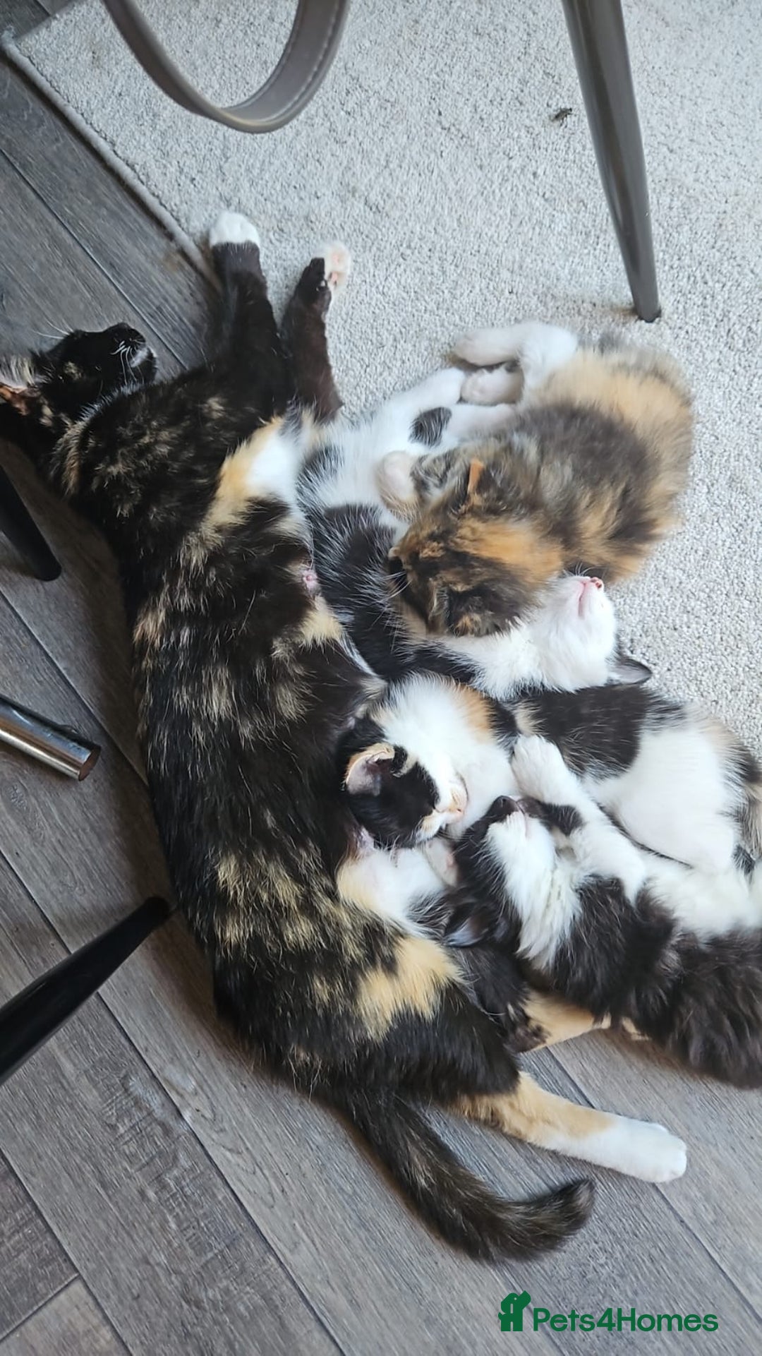 Mixed Breed cats for sale: 2 female kittens left! - Image 4