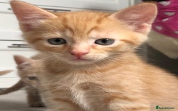 British Shorthair cats for sale: British shorthaired kittens - Image 2