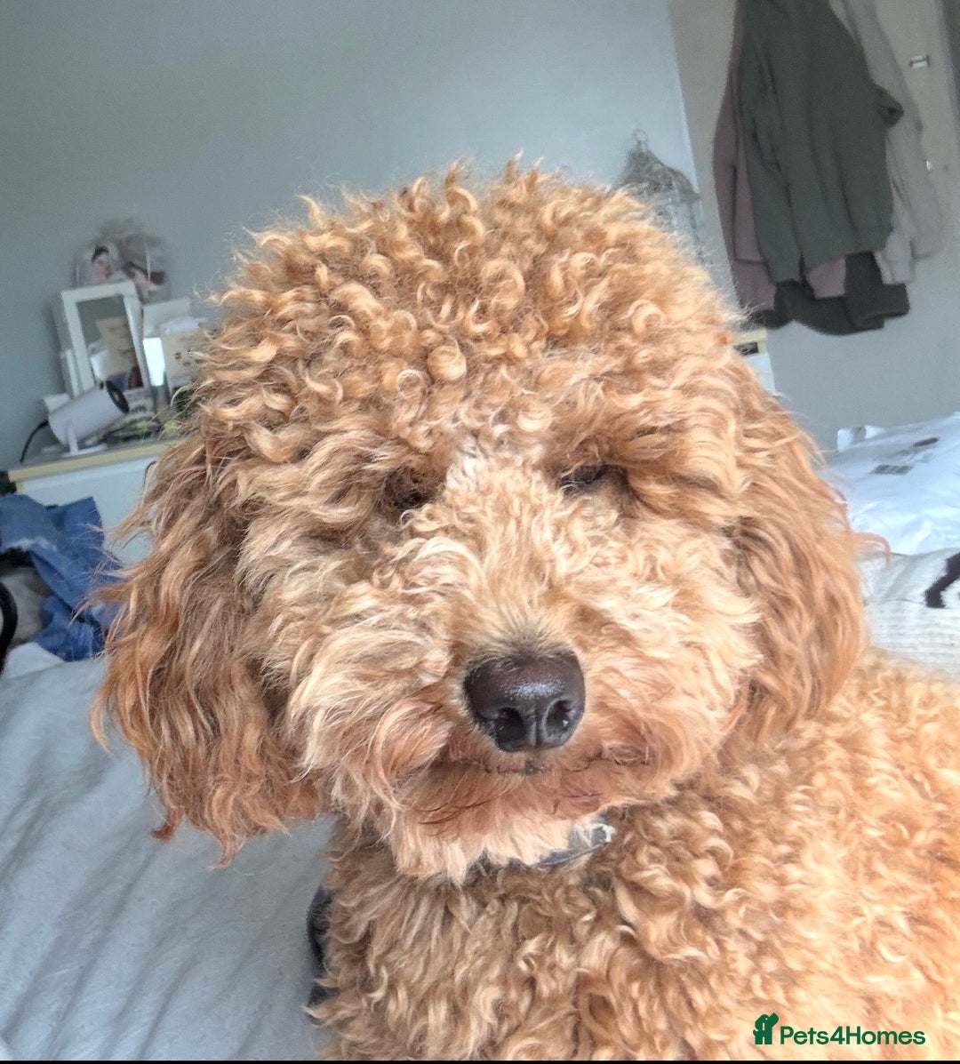 Toy Poodle dogs for sale: Toy poodles for sale - Advert 11