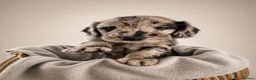 Cockapoo dogs for sale: REDUCED! READY TO GO! Beautifully Marked Cockapoos - Advert 27