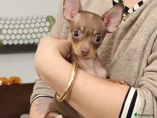 Russian Toy Terrier dogs Only one left - Cutest little friend for life - Advert 17