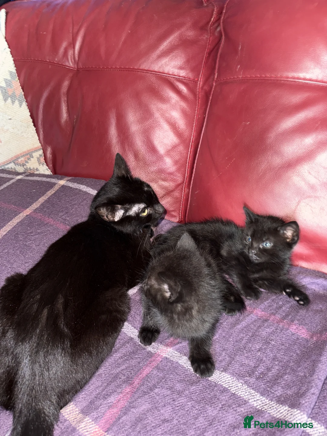 Mixed Breed cats for sale: 2 black kittens available, 1 male one female - Advert 4