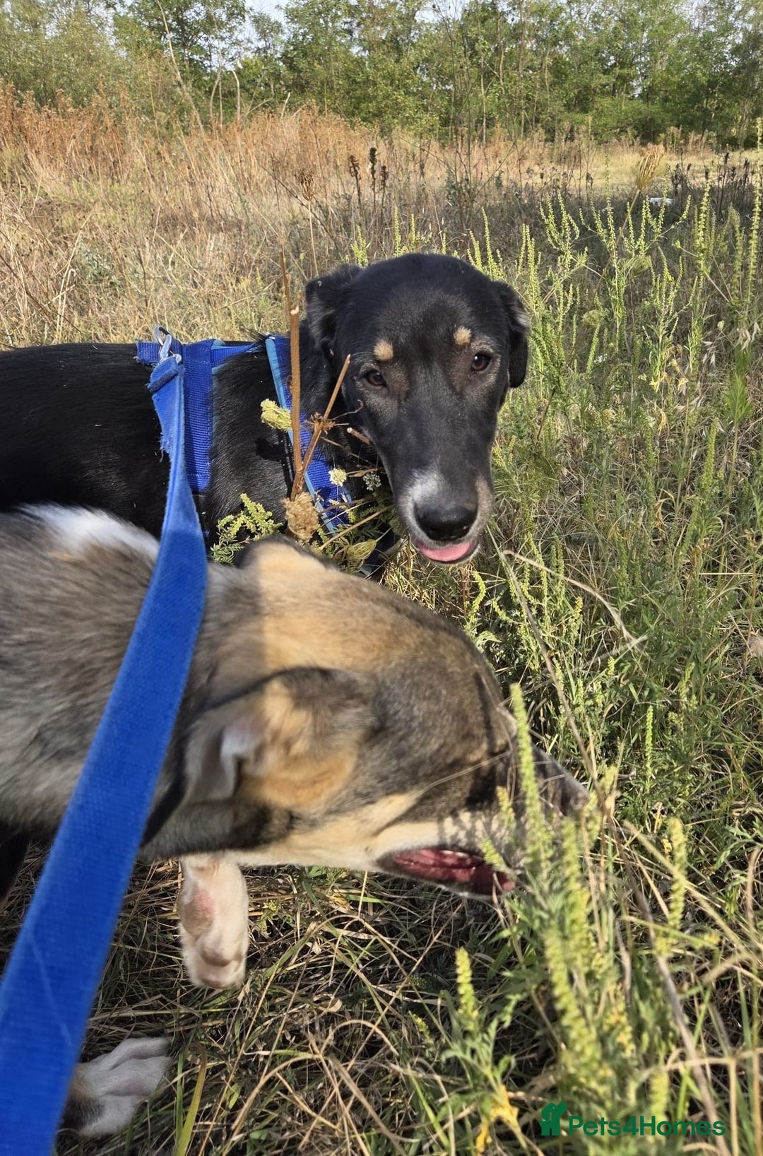 Mixed Breed dogs for adoption: RONA - a Lovely young Girl, for a Loving Home - Advert 7