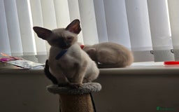 Siamese cats for sale: Four gorgeous girls - Image 14