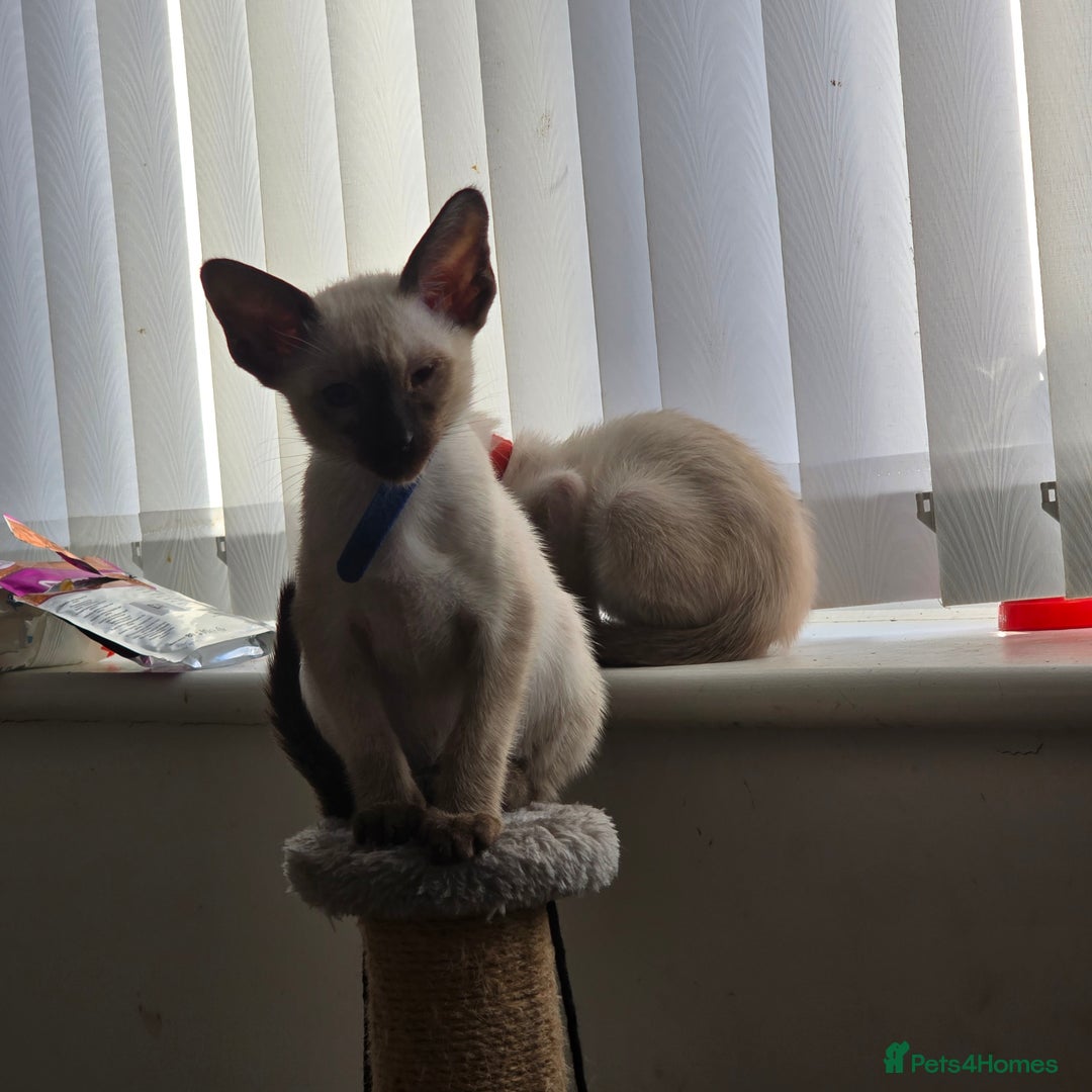 Siamese cats for sale: Four gorgeous girls - Image 14