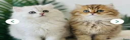 Persian cats for sale: Beautiful doll-face Persian Chinchilla kittens in Slough - Advert 6