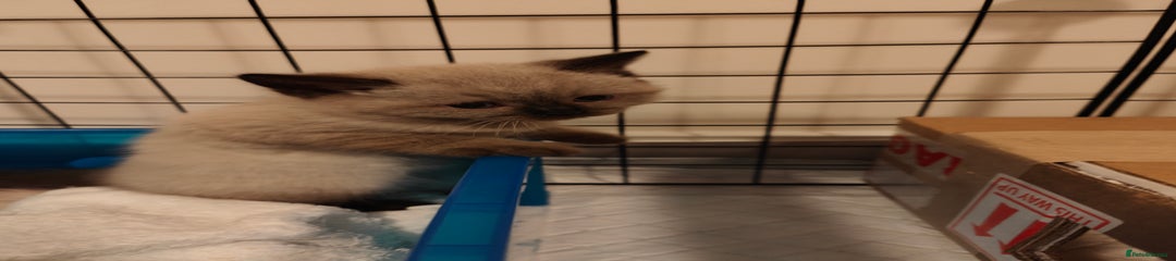 Kitten 2