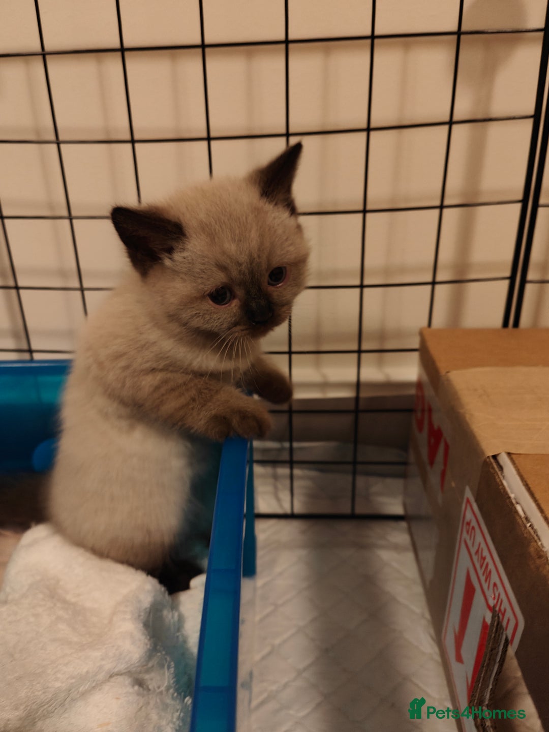 British Shorthair cats for sale: British Shorthair Kittens - Image 10