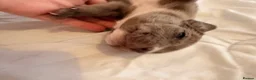 Cane Corso dogs for sale: Cane corso cross  - Advert 7