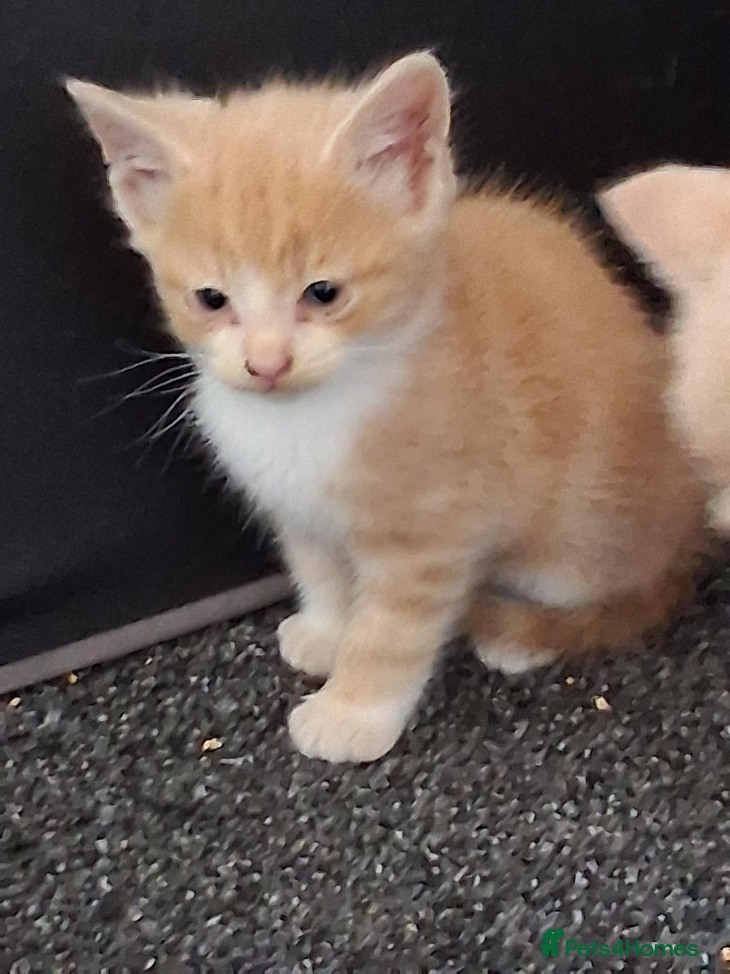 Mixed Breed cats 1 ginger boy left £30 - Advert 10