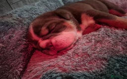 English Bulldog dogs for sale: Beautiful Litter Of New English Bulldog Puppies - Image 18