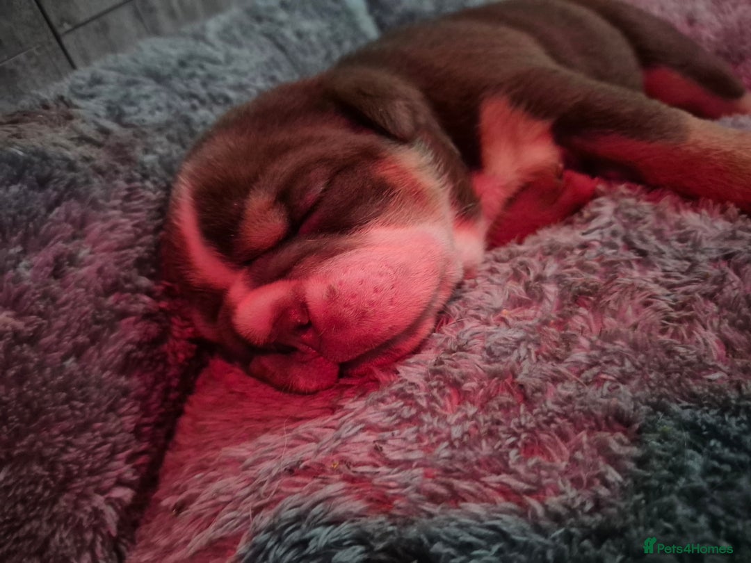 English Bulldog dogs for sale: Beautiful Litter Of New English Bulldog Puppies - Image 18