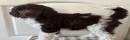 Standard Poodle dogs for sale: Standard poodle brown and white parti  - Advert 2