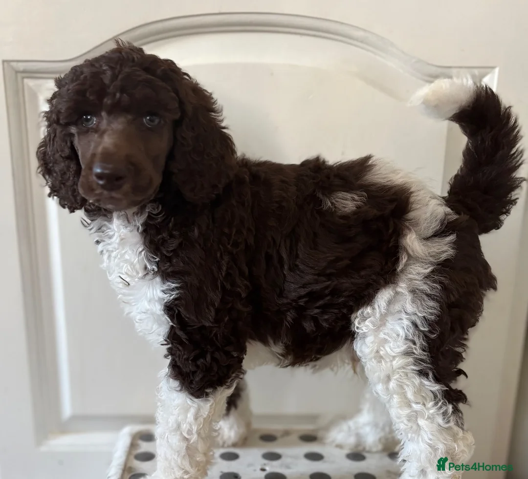 Standard Poodle dogs for sale: Standard poodle brown and white parti  - Advert 2