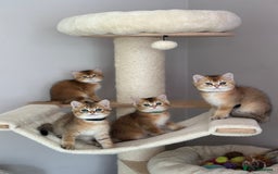 British Shorthair cats for sale: BSH Golden kittens  - Image 1