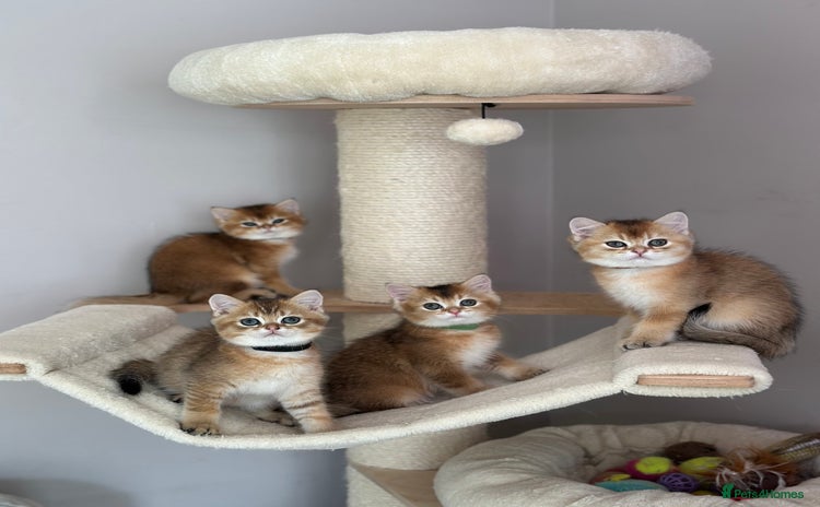 British Shorthair cats - Advert 7