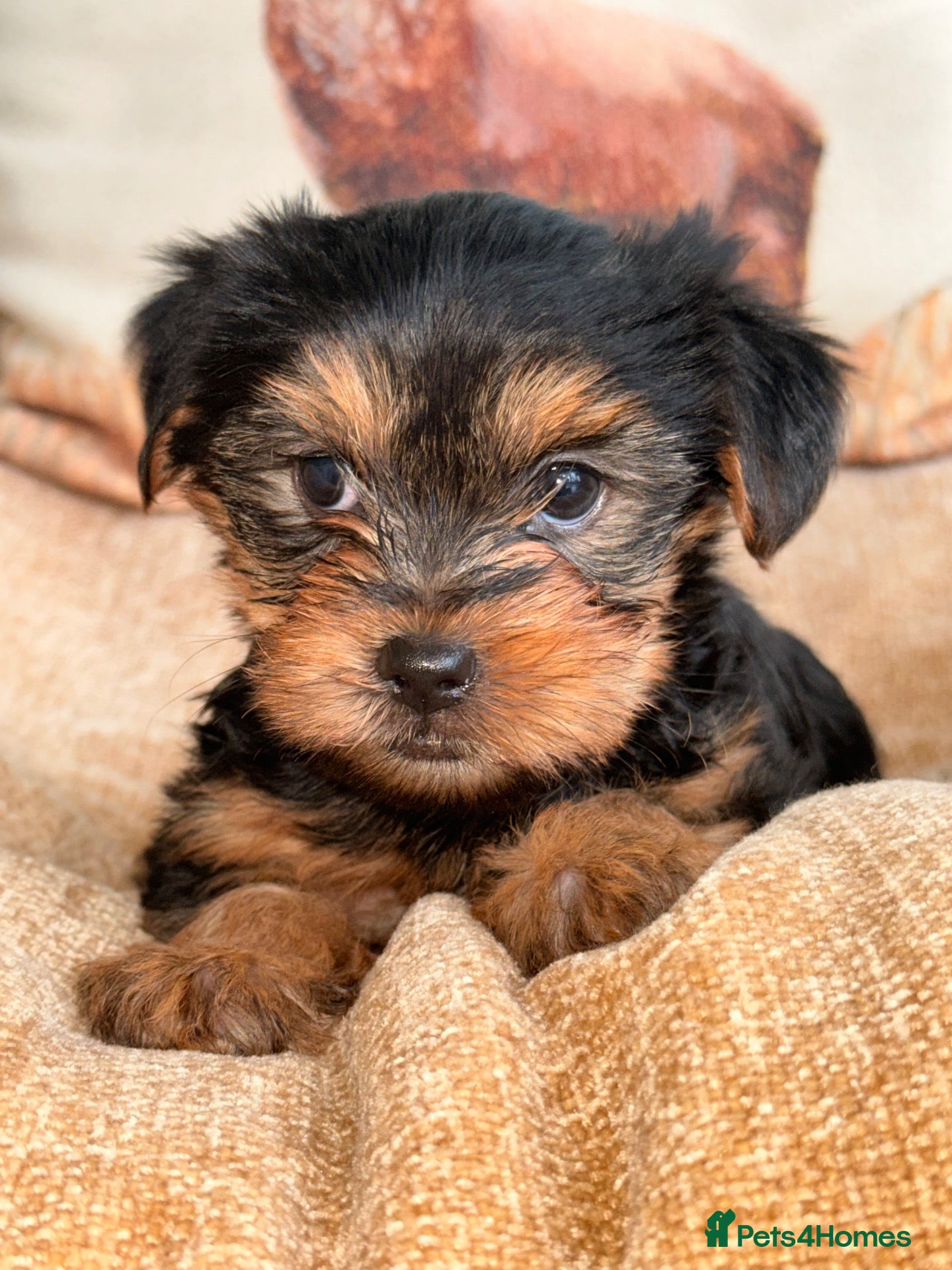 Yorkshire Terrier dogs for sale: ADORABLE YORKSHIRE TERRIER PUPPIES FOR SALE 💕🐾 - Advert 1