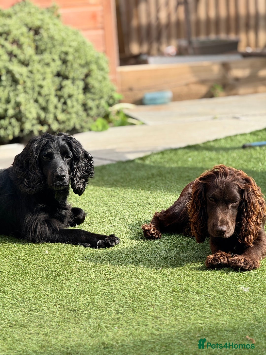 Cocker Spaniel dogs for sale: Cocker spaniel  - Advert 7
