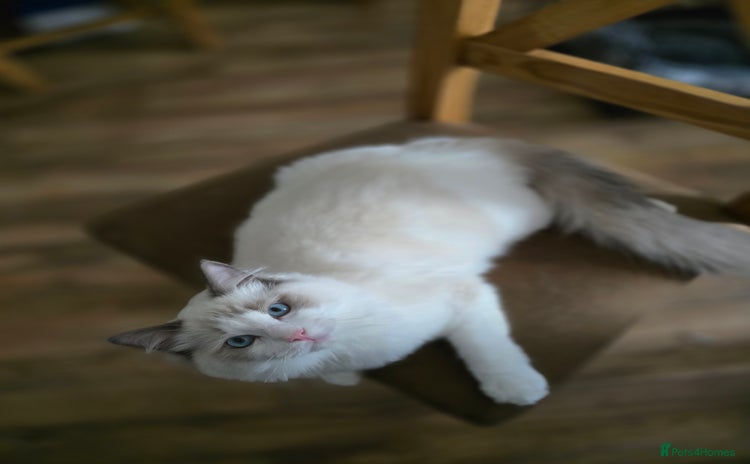 Ragdoll cats - Advert 11