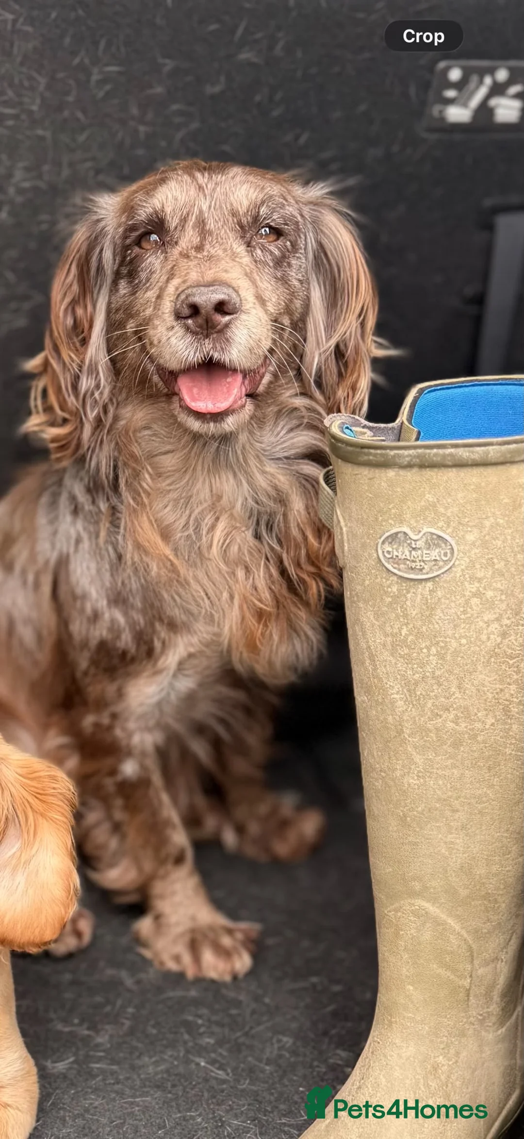 Cocker Spaniel dogs for sale: Cocker spaniel  in Lewes - Advert 1