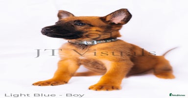 Belgian Shepherd Dog dogs - Advert 5
