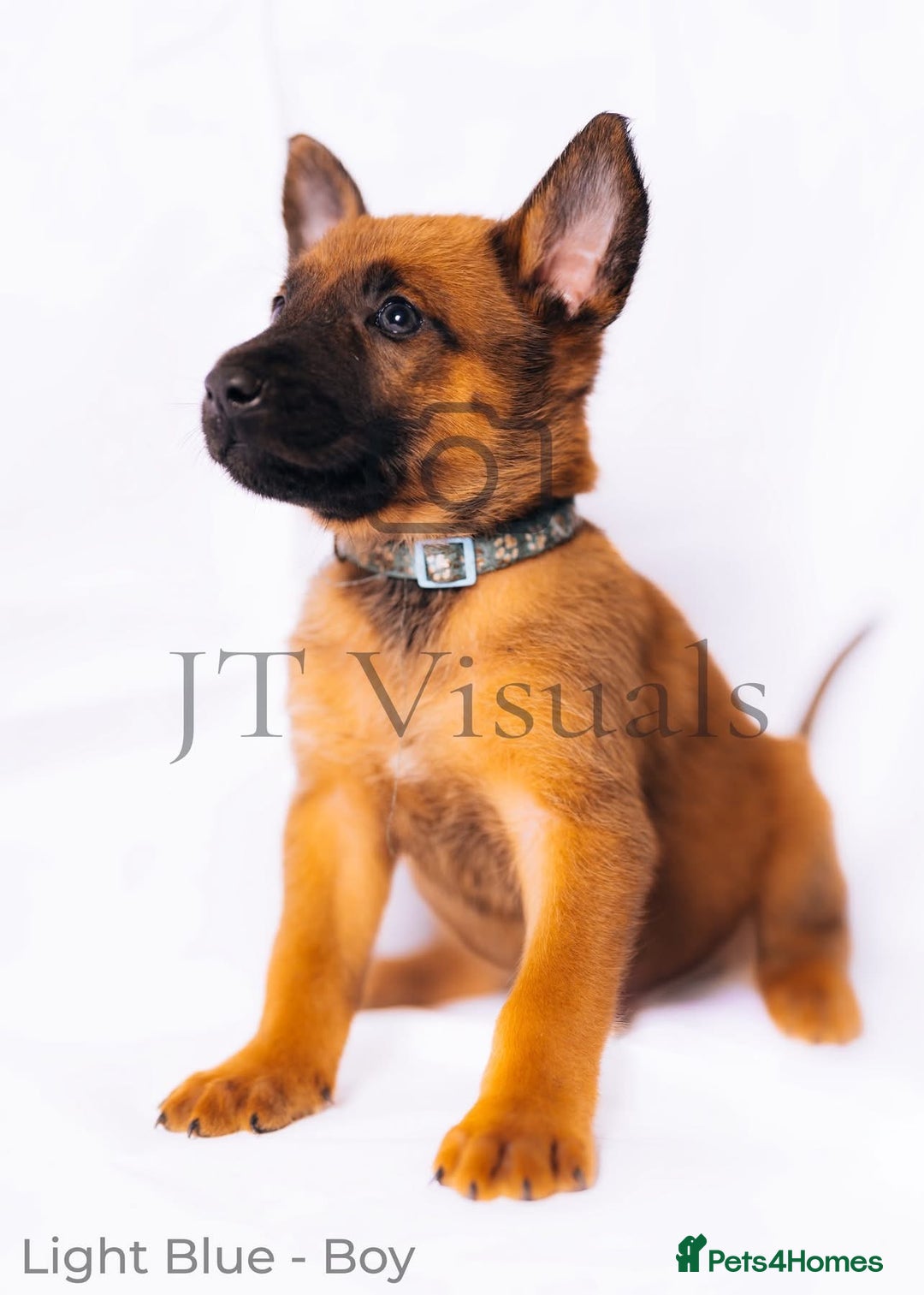 Belgian Shepherd Dog dogs for sale: Belgian malinois puppies - Image 2