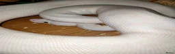 Python Snake reptiles for sale: Ball pythons  - Advert 3