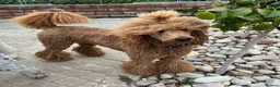 Standard Poodle dogs for sale: Exceptional Standard Poodle Puppies  - Advert 5