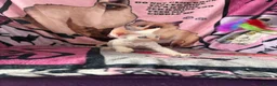 Devon Rex cats for sale: Devon Rex Kittens – Two Boys & One Girl ❤️ - Advert 15