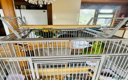 Parrots birds for sale: Blue Fronted Amazon Parrot  - Image 3