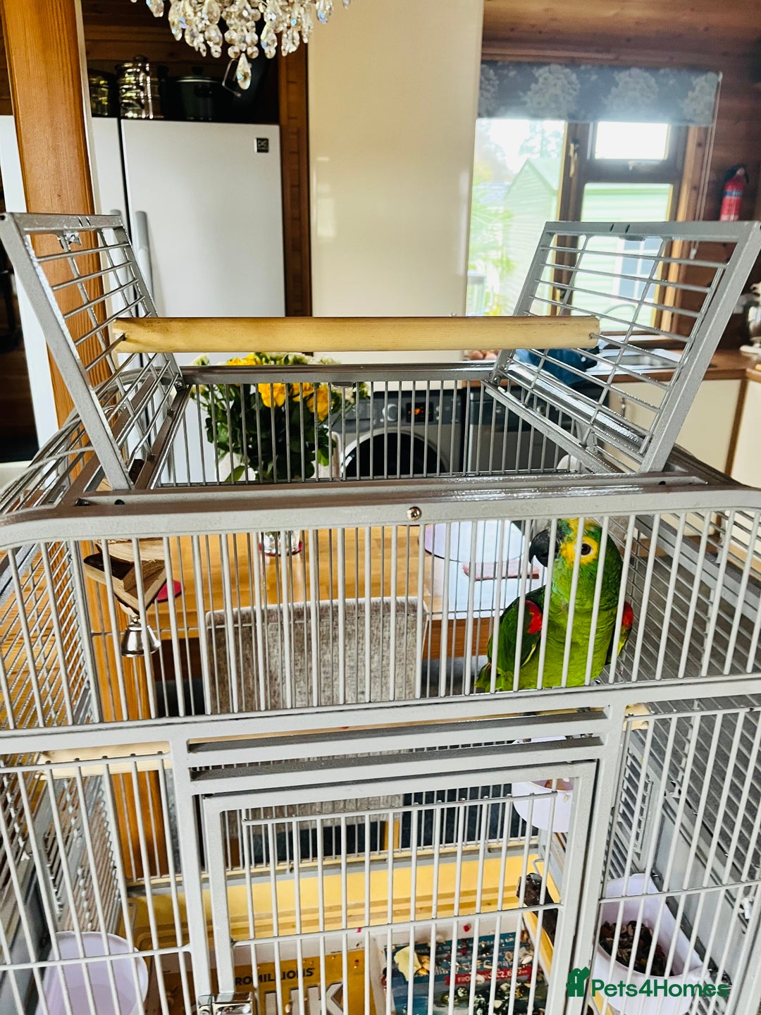 Parrots birds for sale: Blue Fronted Amazon Parrot  - Image 3